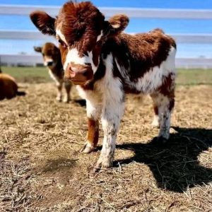 Cody mini cow