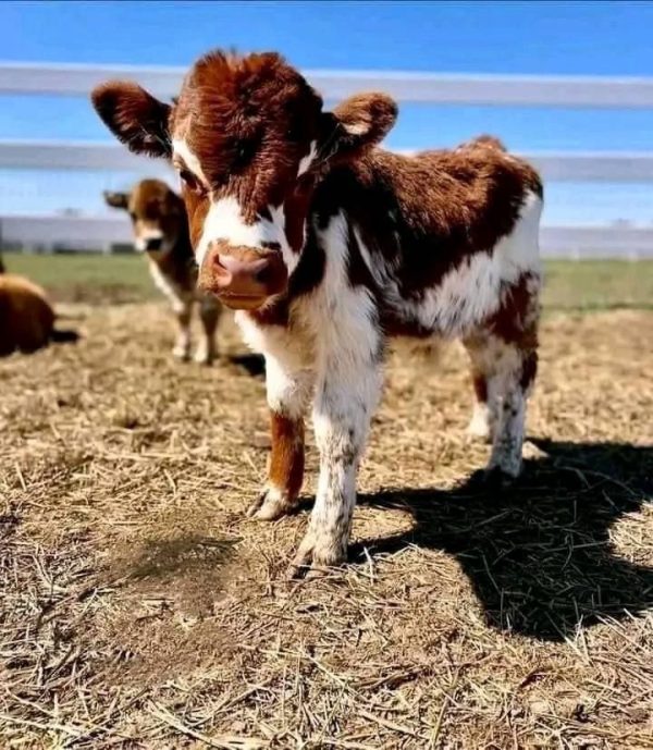 Cody miniature cow