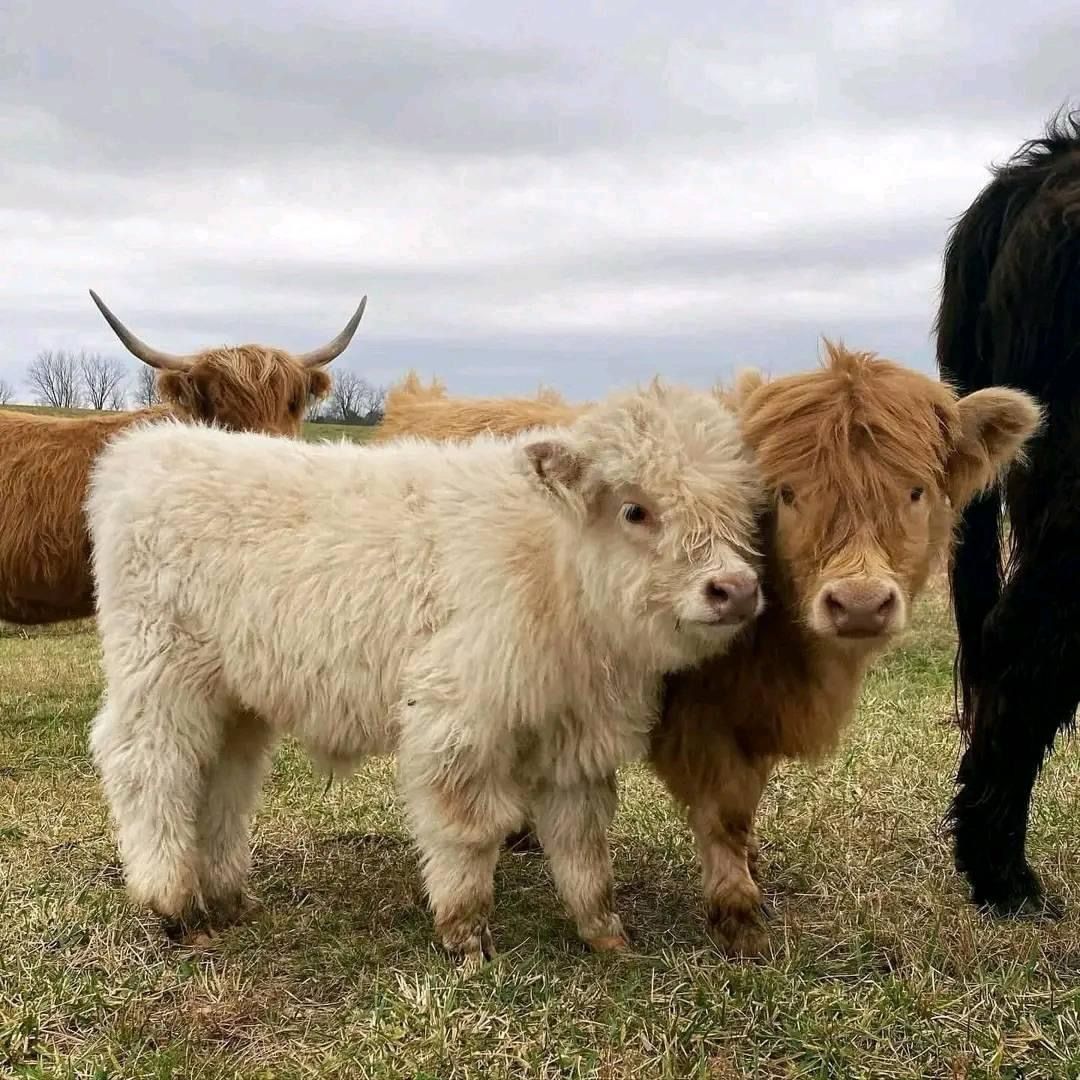 Miniature highland cows for sale