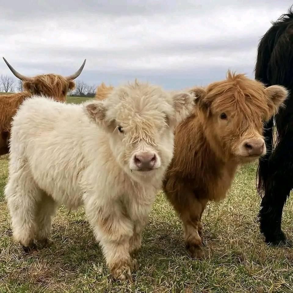 Miniature cows for sale
