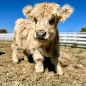 Helen mini cow