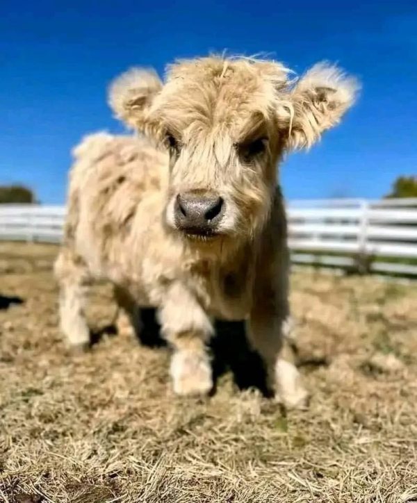 Helen mini cow