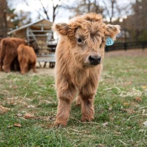 Lori Mini cow