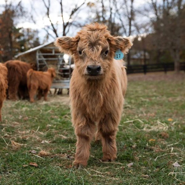 Lori Mini cows