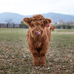 Vany Mini cow