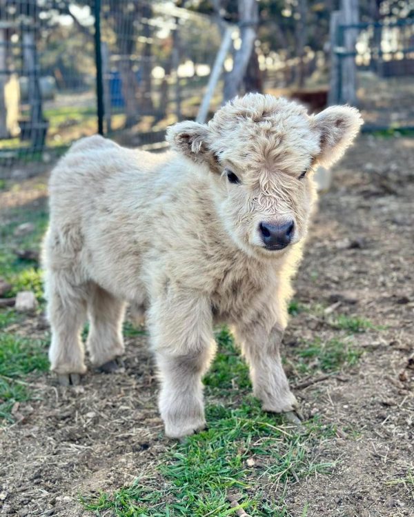 Marigold Mini Highland Heifer Calf