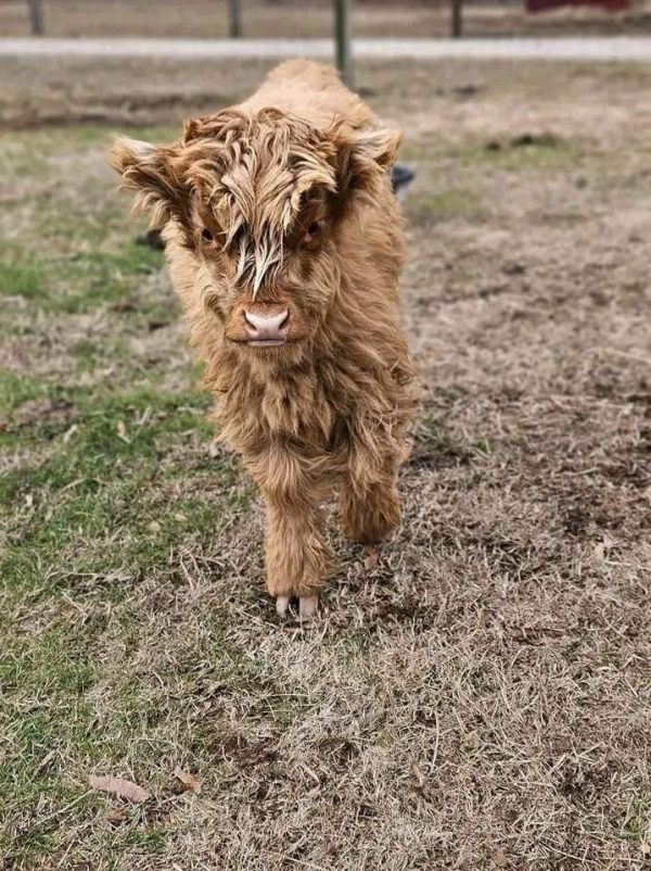 Teddy Mini Highland Bull Calfs