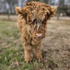 Teddy Mini Highland Bull Calf