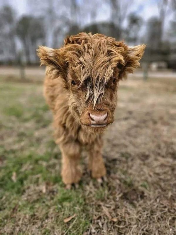 Teddy Mini Highland Bull Calf