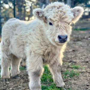 Marigold Mini Highland Heifer