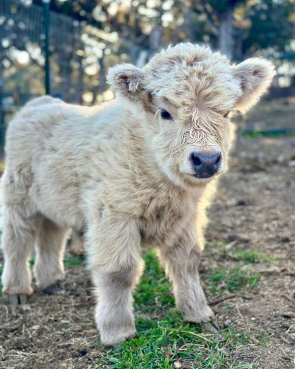 Marigold Mini Highland Heifer
