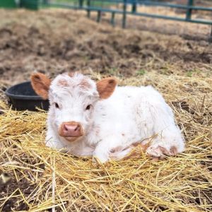 Blossom Mini Highland Heifer