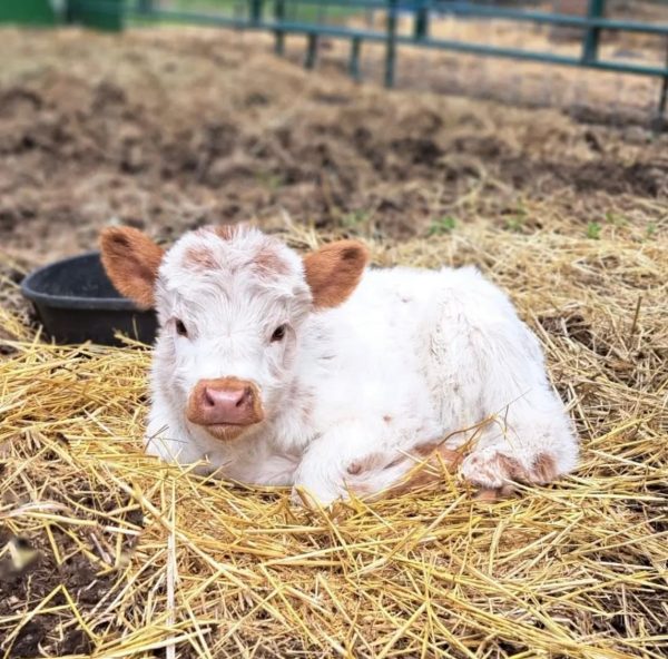 Blossom Mini Highland Heifer