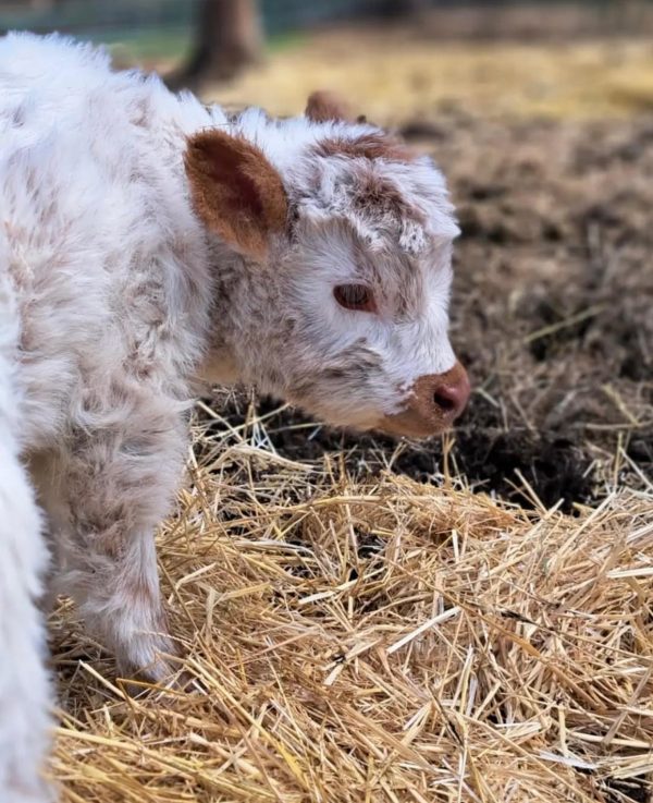 Blossom Mini Highland Heifer Calf