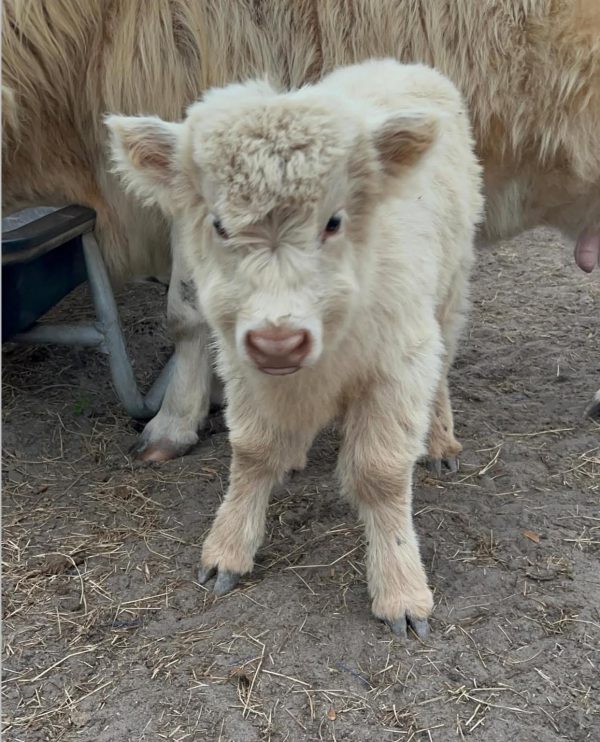 Frosty Mini Highland Bull Calf