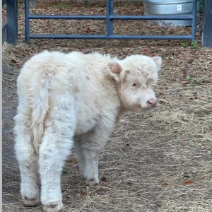 Frosty Mini Highland Bull