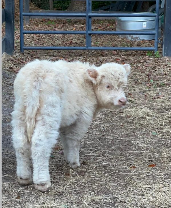 Frosty Mini Highland Bull