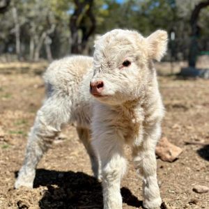 Pearl Mini Highland Heifer