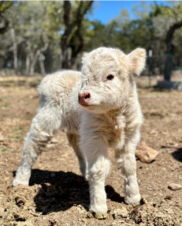 Pearl Mini Highland Heifer