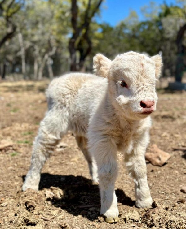 Pearl Mini Highland Calf