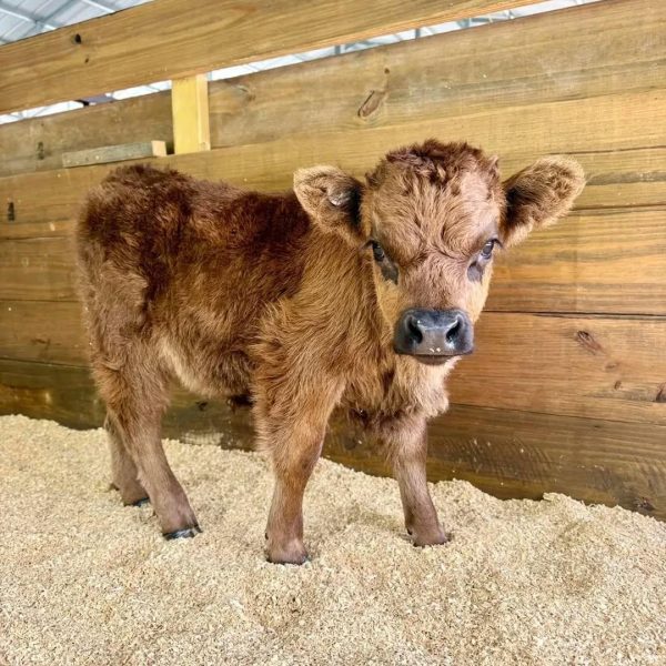 Cocoa Mini Highland Heifers