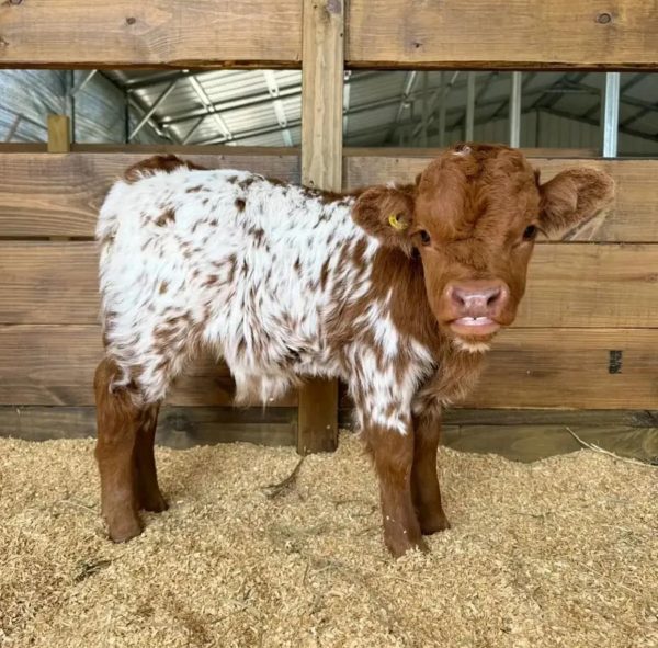 Rusty Mini Highland Calf