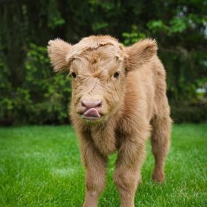 Buttercup Mini Highland Heifer
