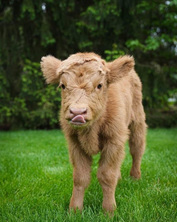 Buttercup Mini Highland Heifer