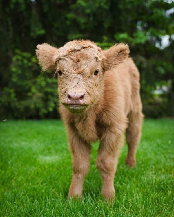 Buttercup Mini Highland Heifers