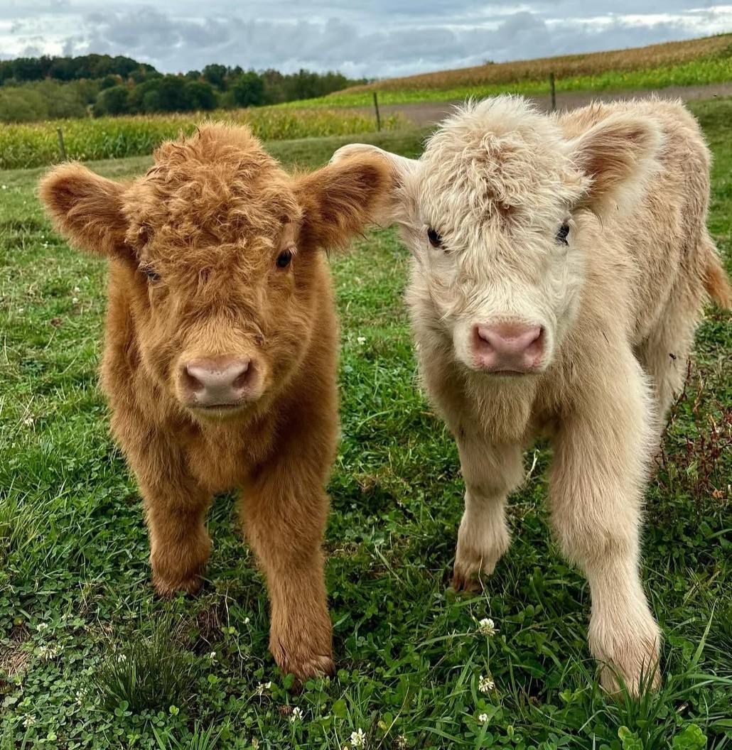 Miniature Highland Cows for Sale